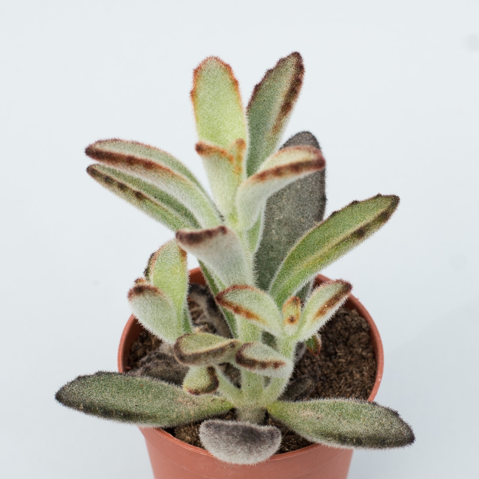 kalanchoe tomentosa nigra