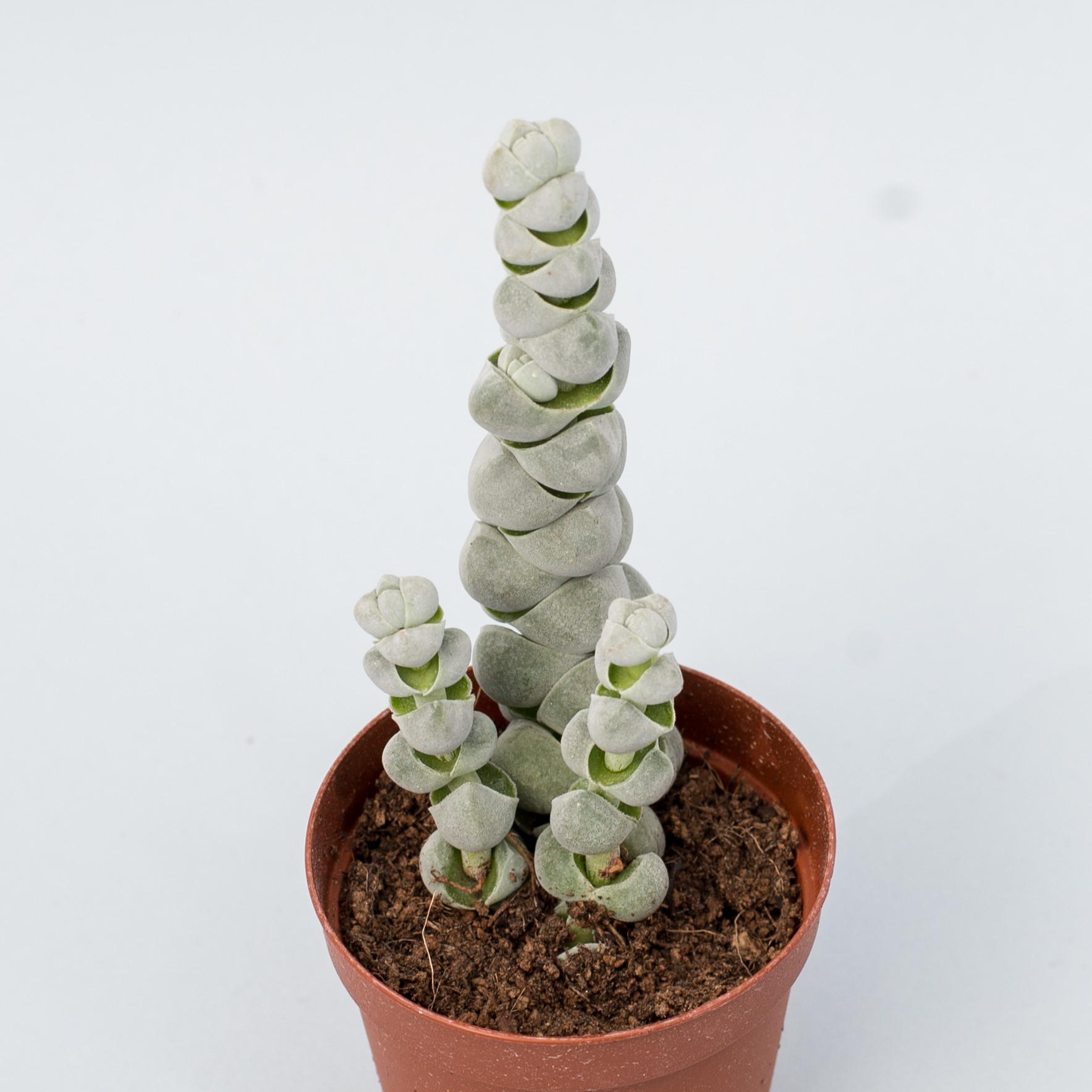 crassula plegmatoides