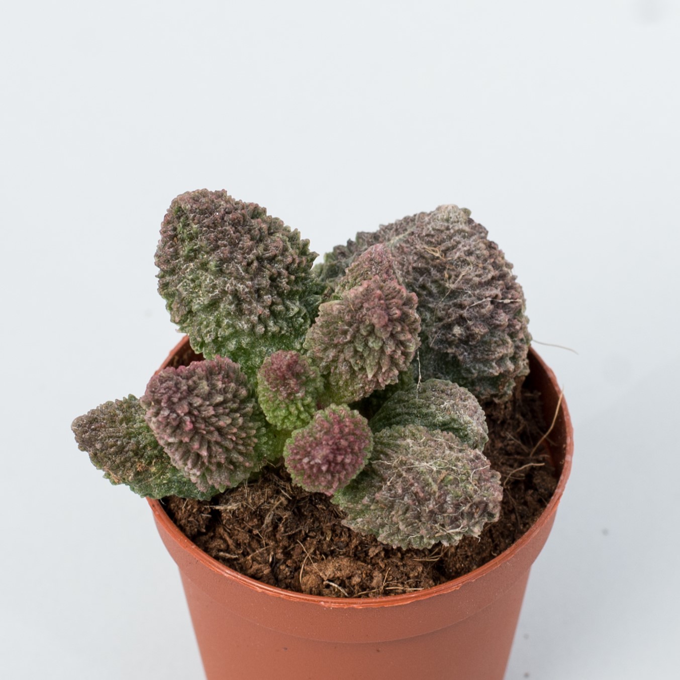 adromischus marianae herrei red coral