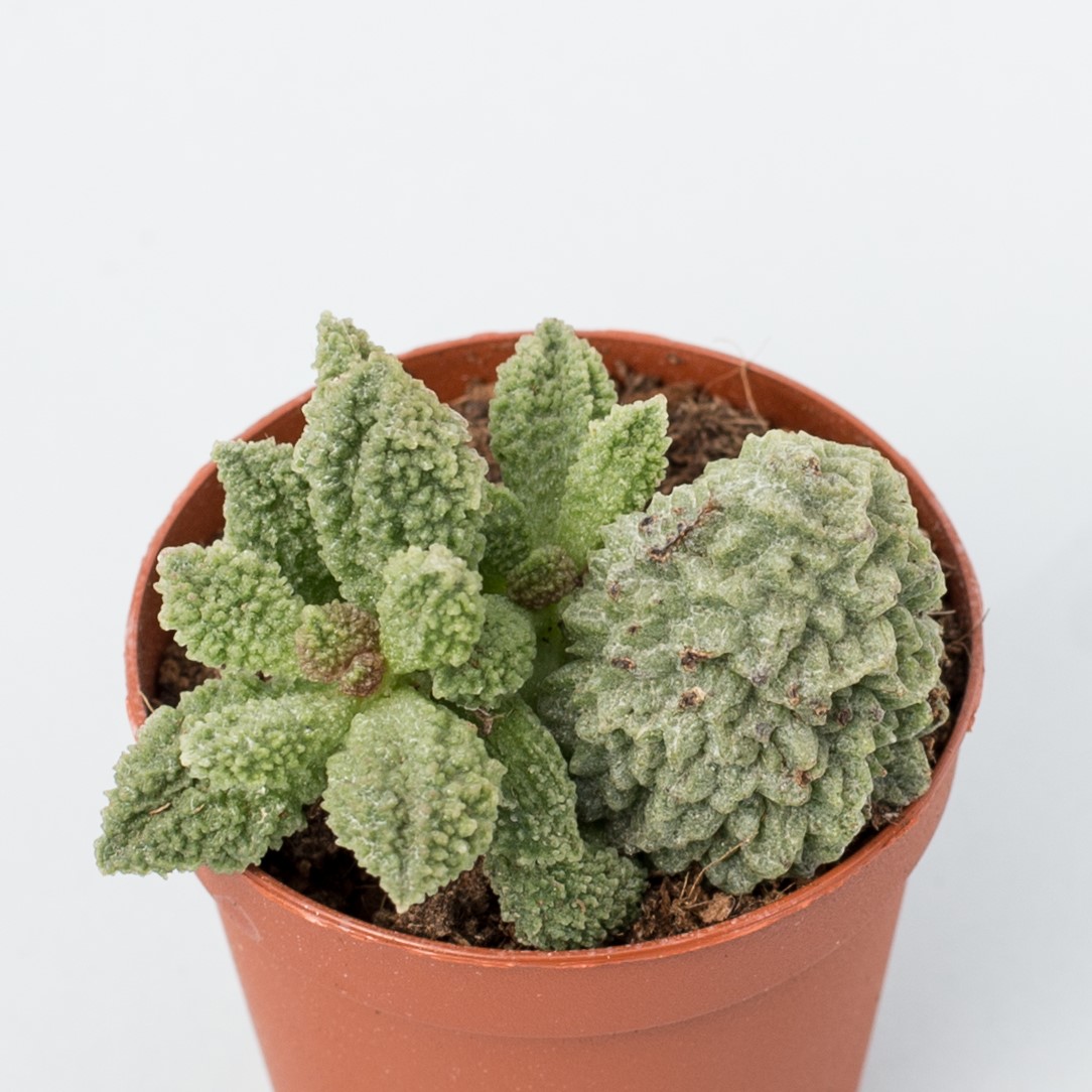 adromischus marianae herrei