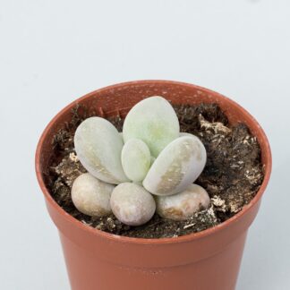 pachyphytum oviferum