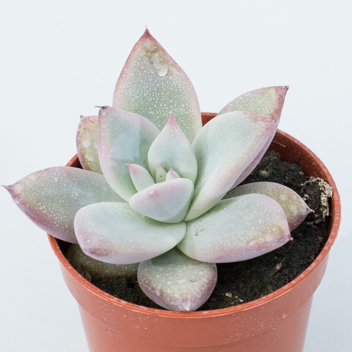 echeveria colorata f. tapalpa