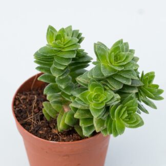 crassula estagnol