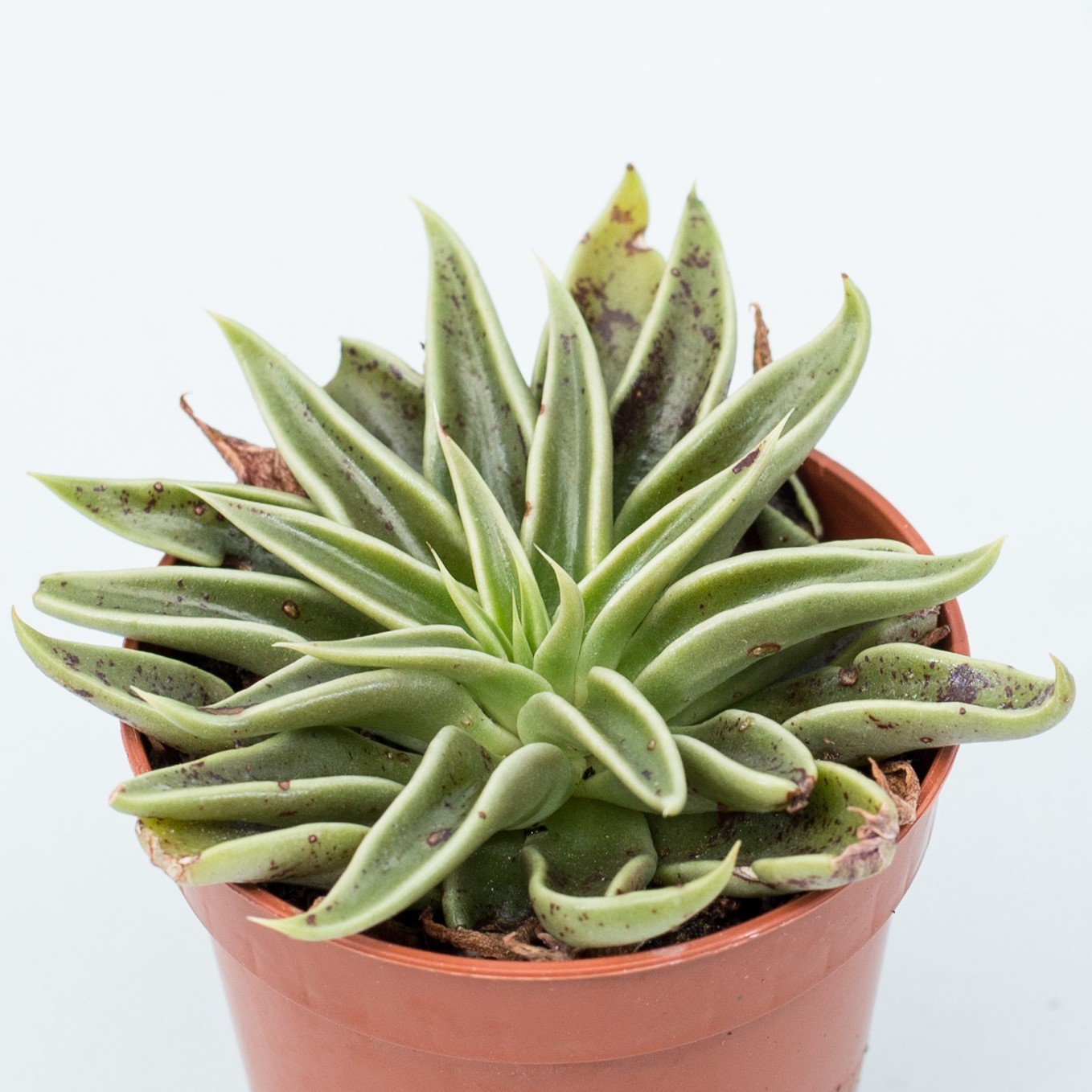 echeveria lutea