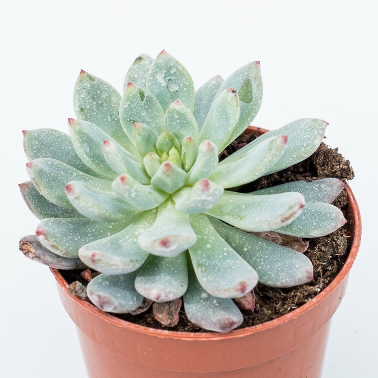 echeveria blue elf