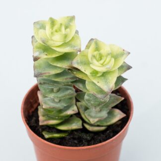 crassula perforata variegata