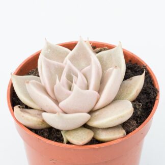 echeveria tobarensis