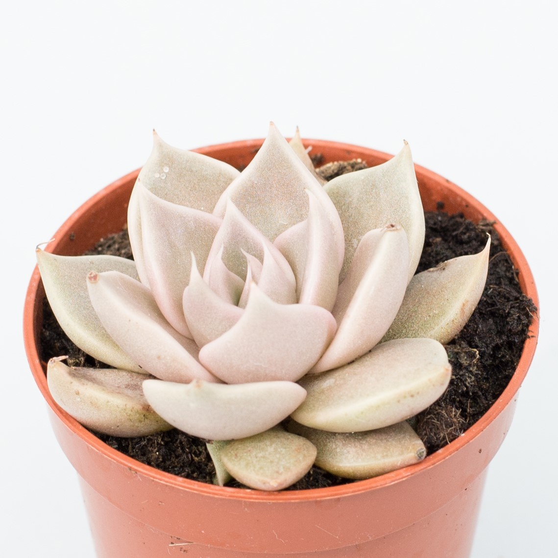 echeveria tobarensis
