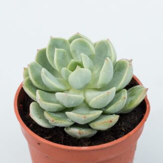 sedeveria spring jade
