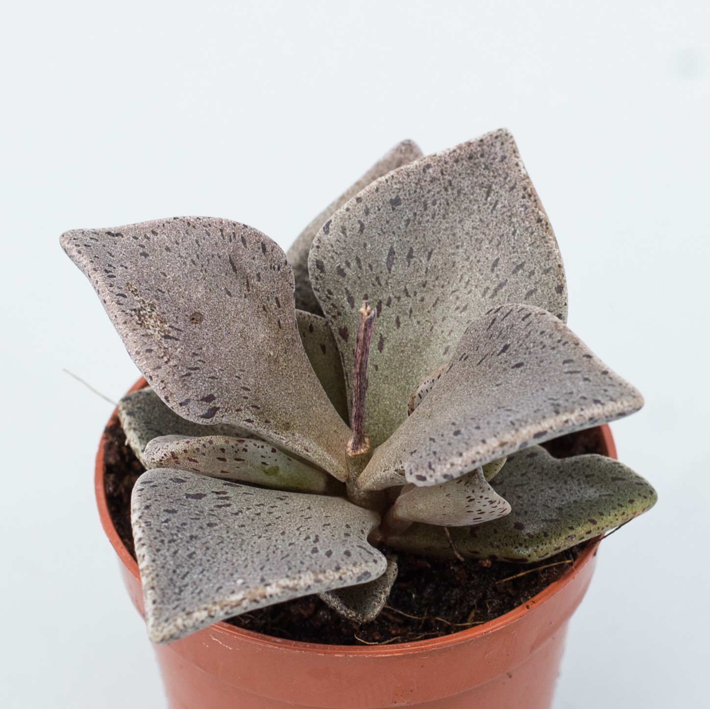 lenophyllum guttatum