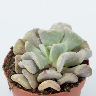 echeveria cubic frost