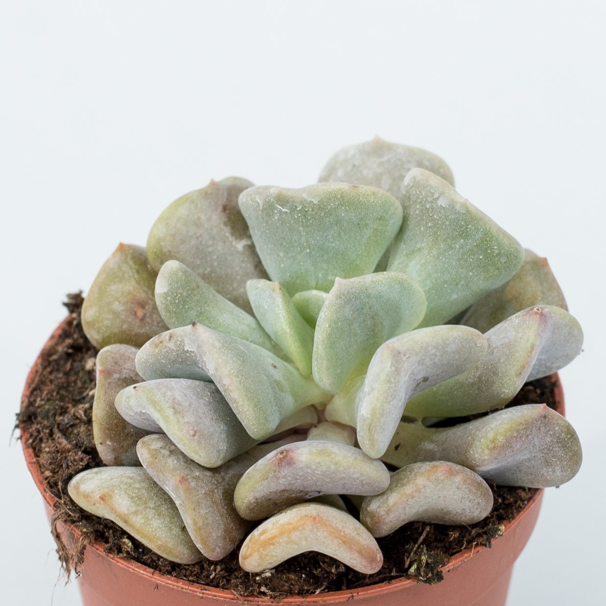 echeveria cubic frost
