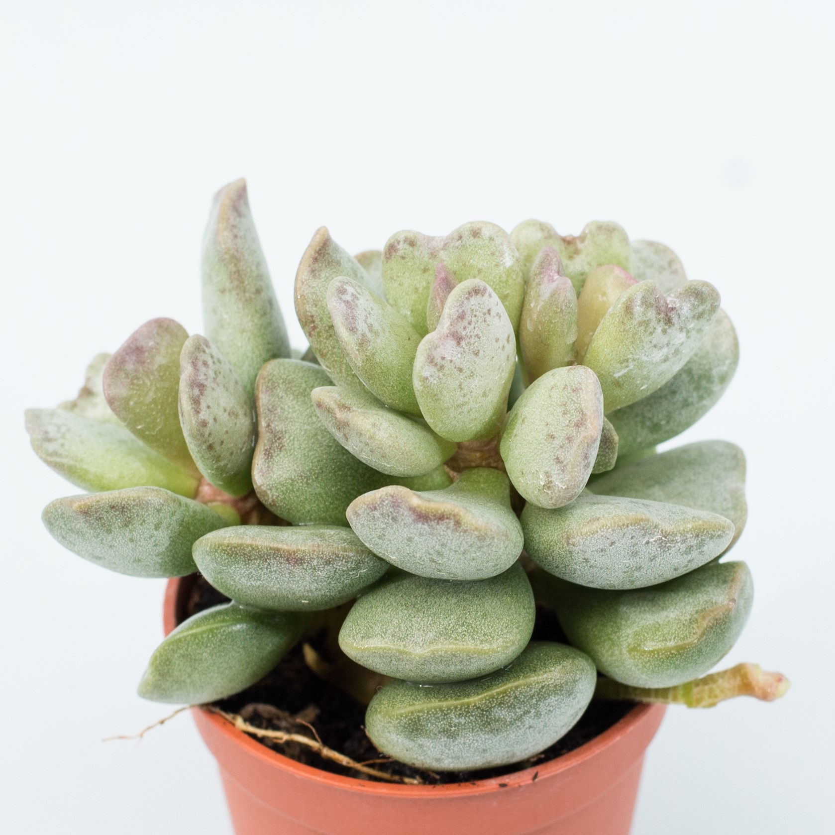 adromischus cooperi brown