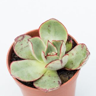 echeveria longuisima var. brachyantha