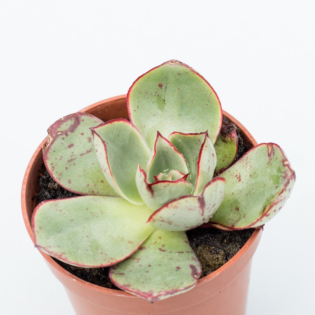 echeveria longuisima var. brachyantha
