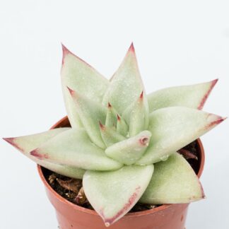echeveria agavoides