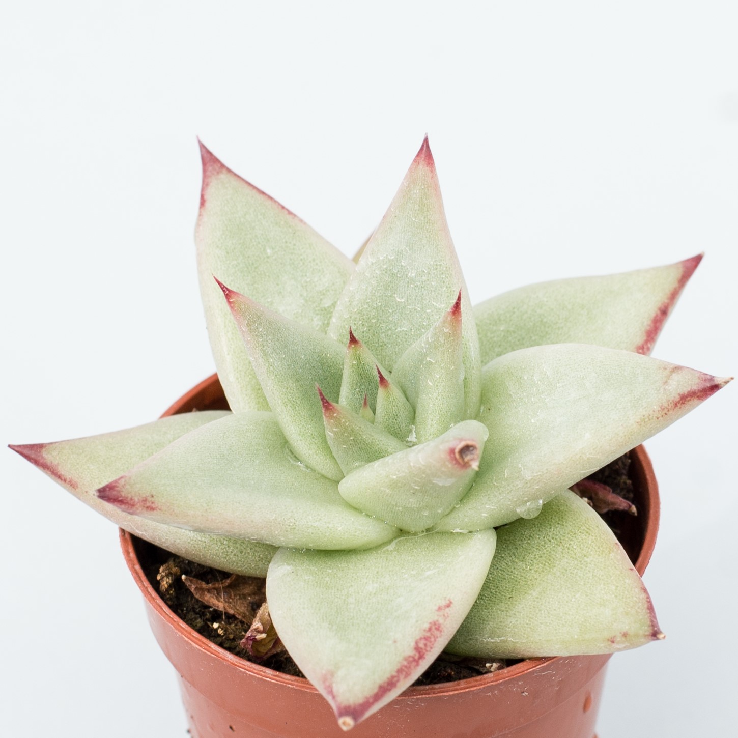 echeveria agavoides