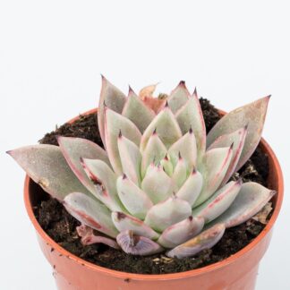echeveria caamanoi