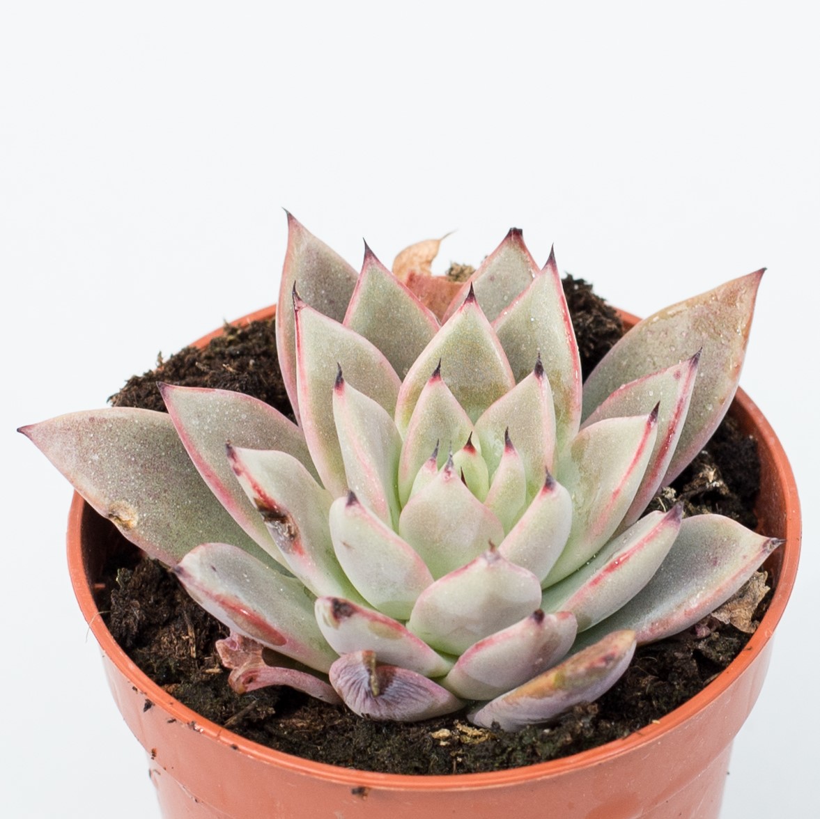 echeveria caamanoi