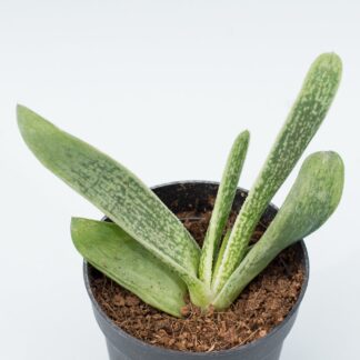 gasteria little warty