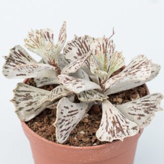 kalanchoe rhombopilosa