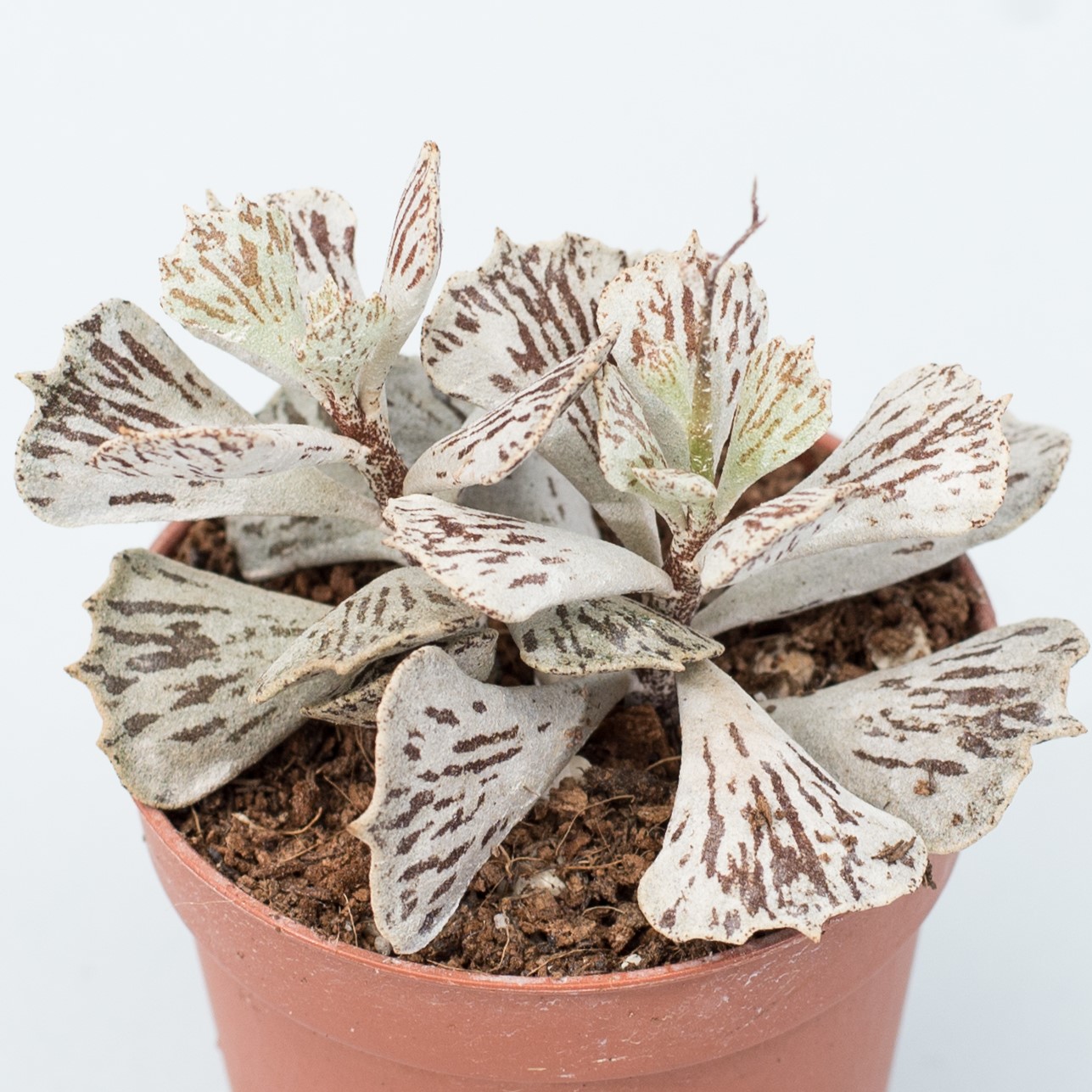 kalanchoe rhombopilosa