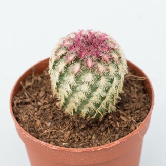 echinocereus rigidissimus var. rubispinus