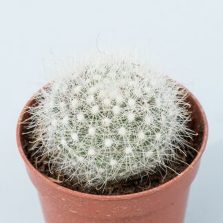 mammillopsis senilis