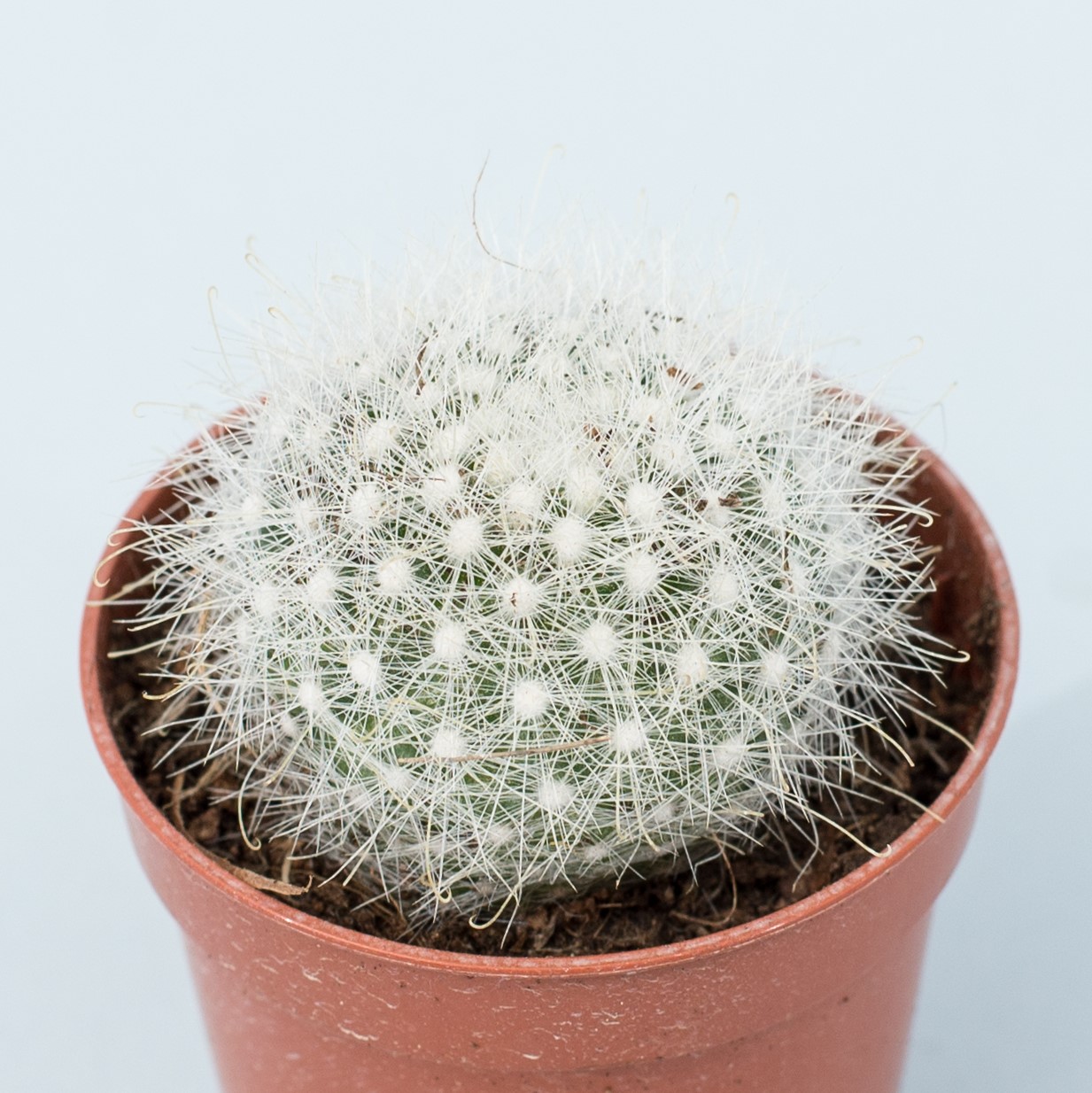 mammillopsis senilis