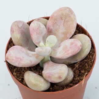pachyphytum pink moonstones