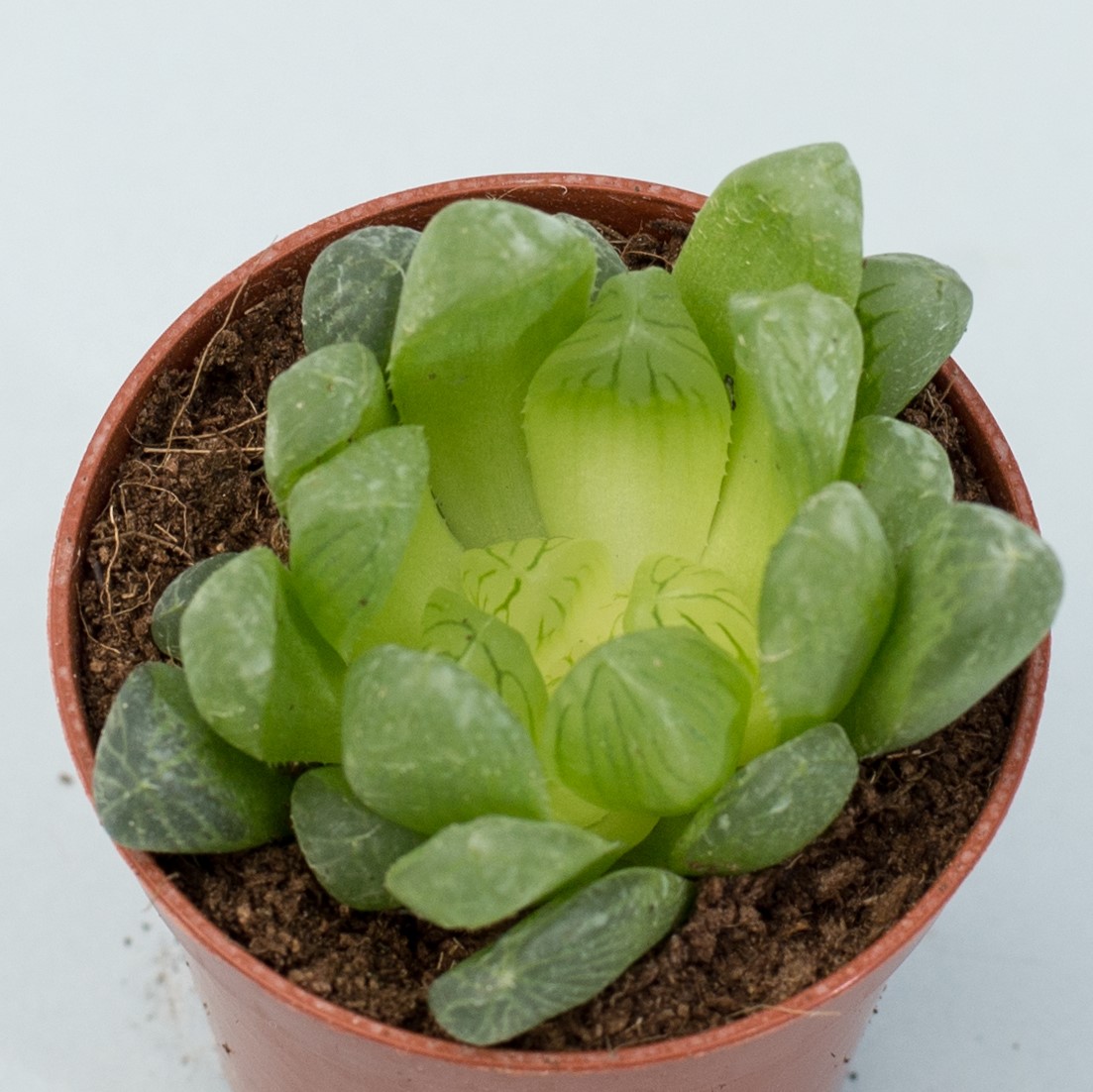 haworthia cooperi