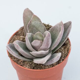 crassula garnet lotus