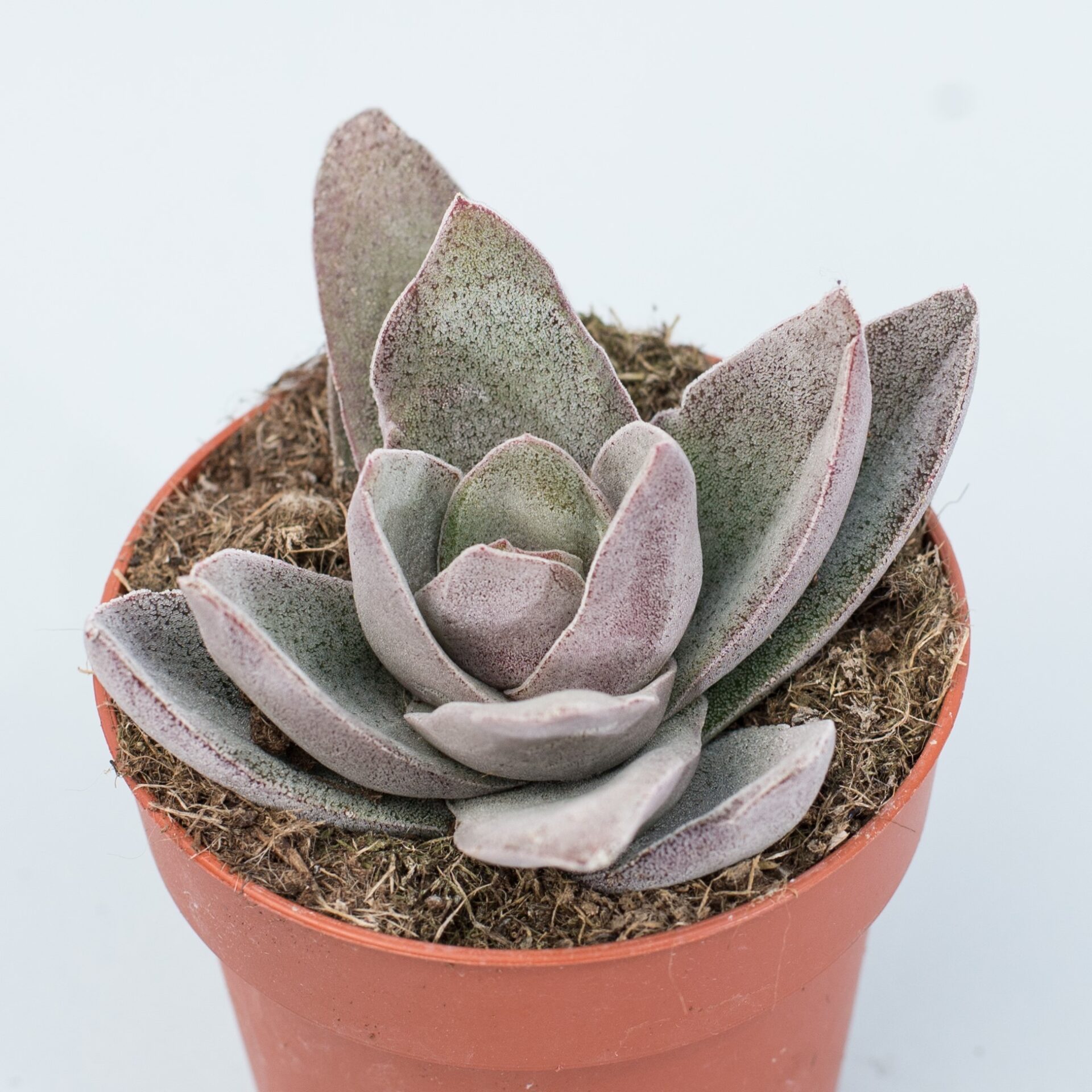 crassula garnet lotus