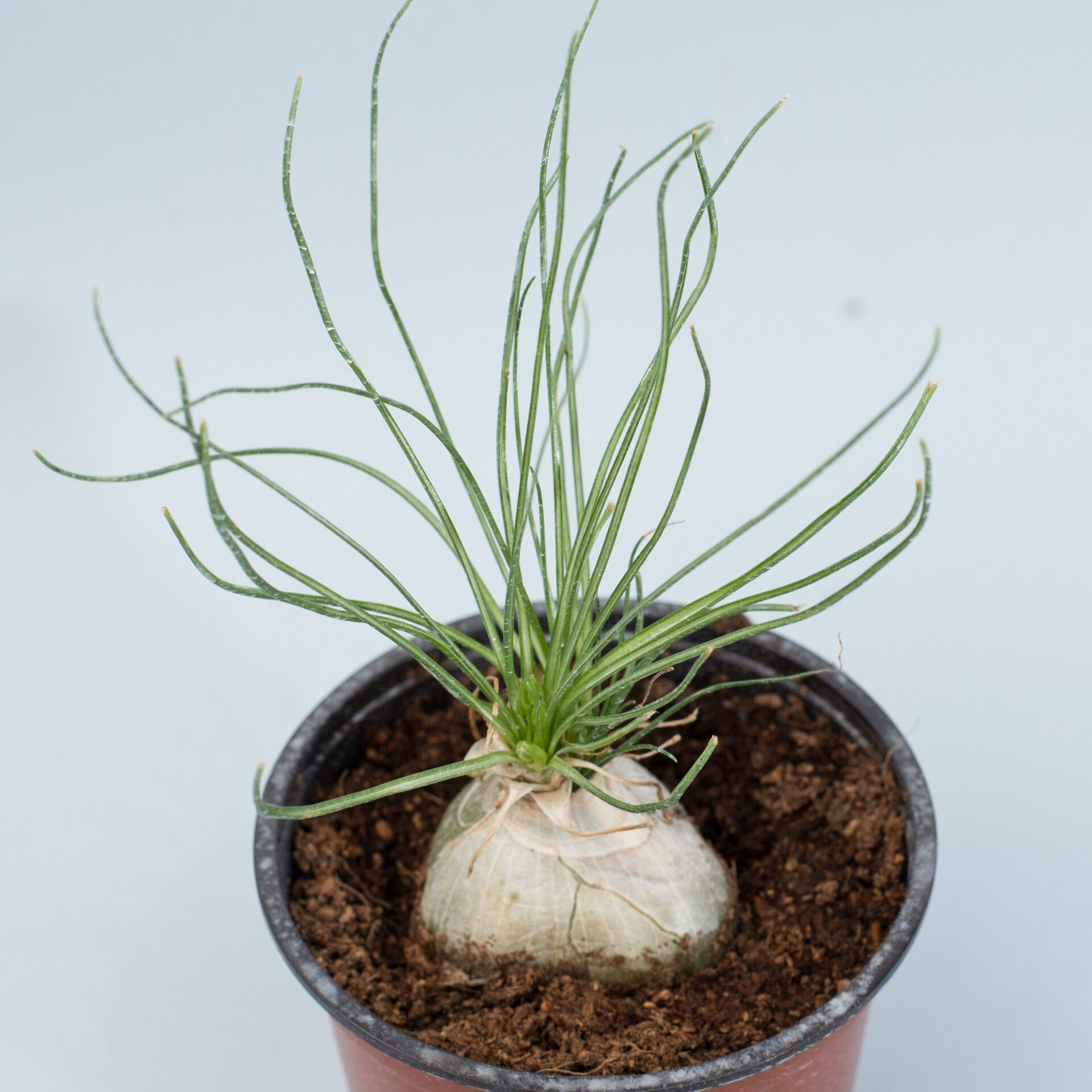 albuca humilis