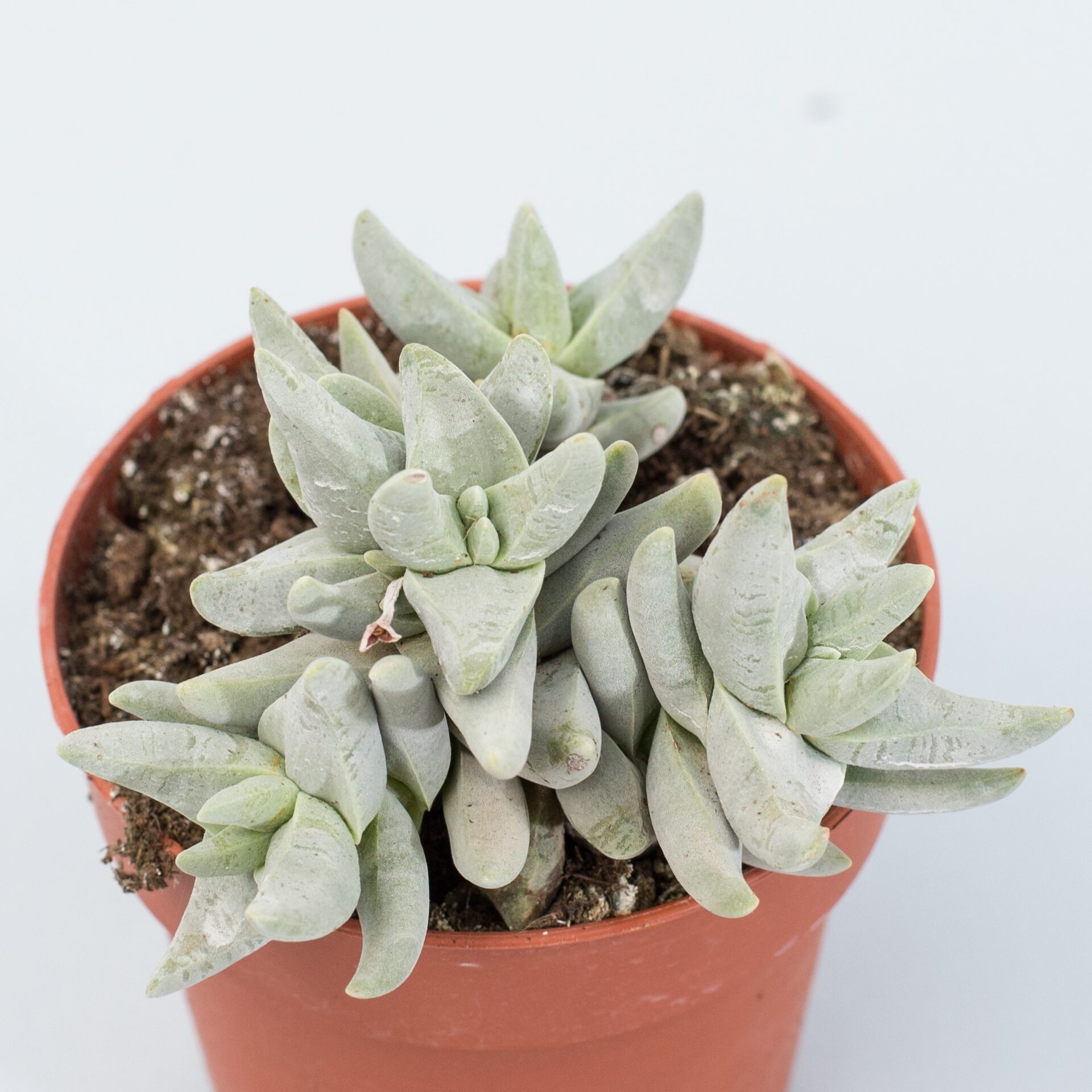 crassula cornuta