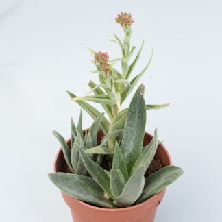 crassula lola lopez