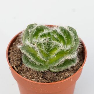 crassula barbata