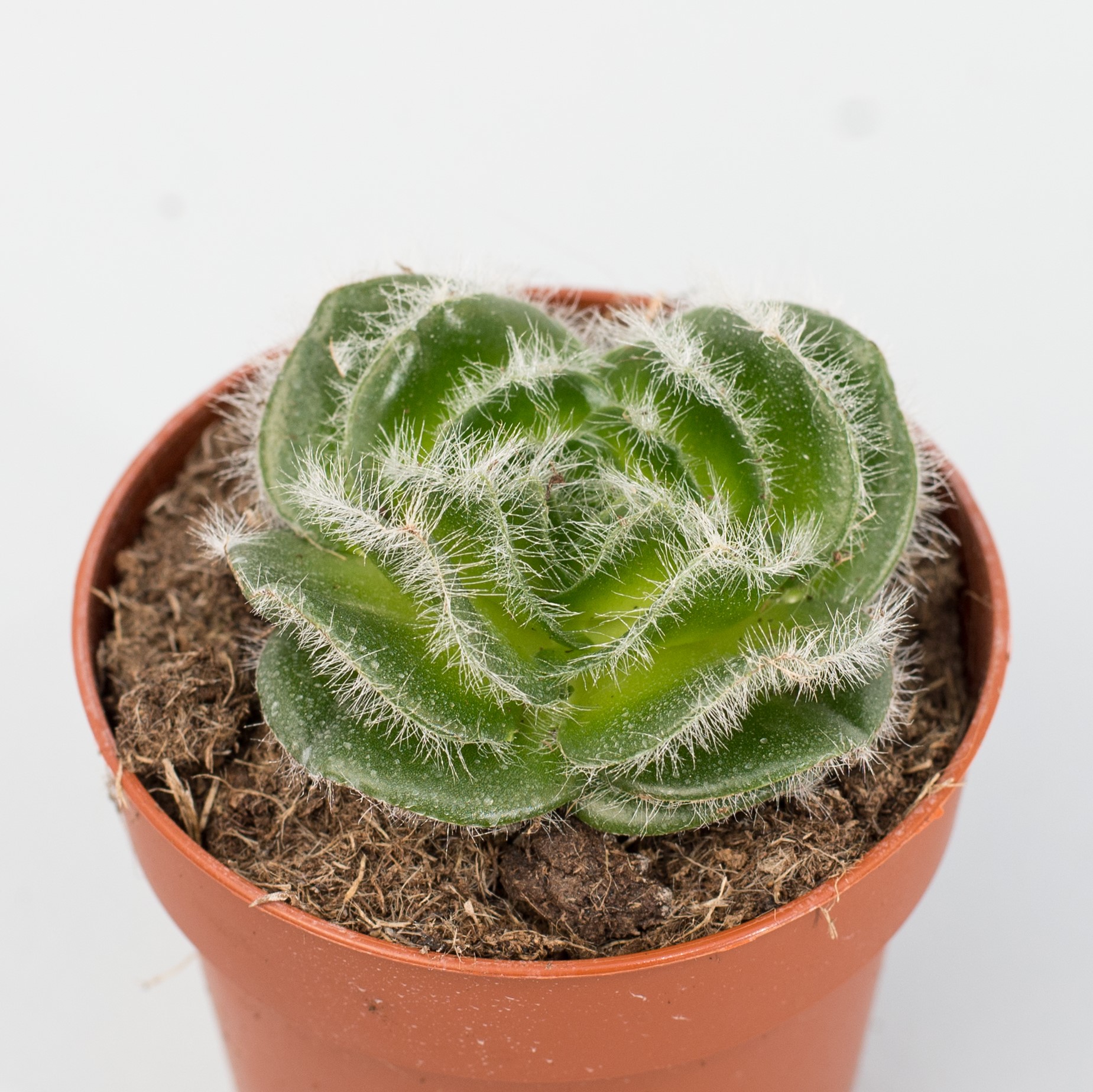 crassula barbata