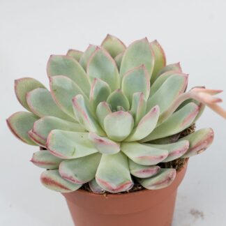 echeveria pulidonis