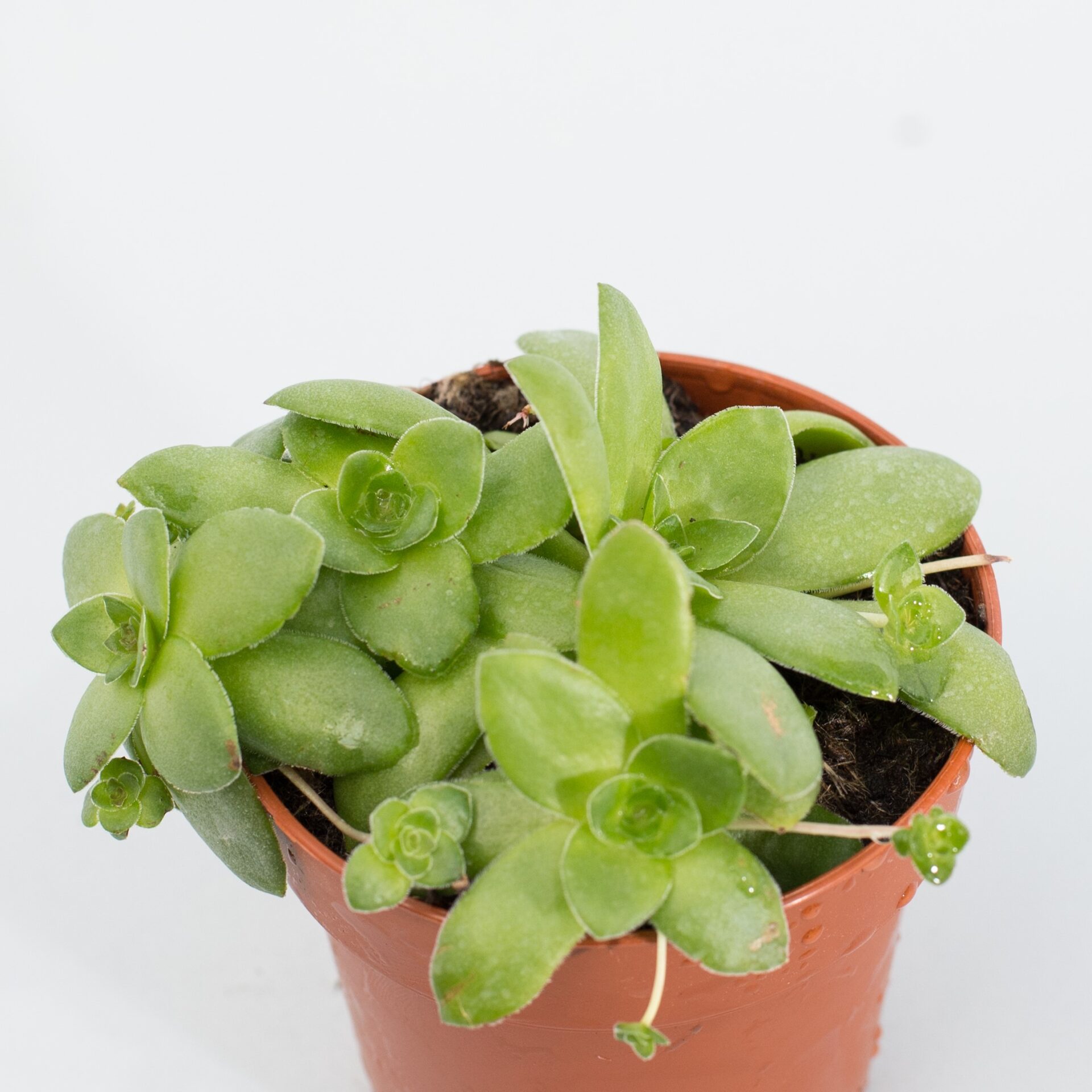 crassula orbicularis