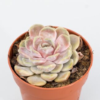 echeveria tiny burger