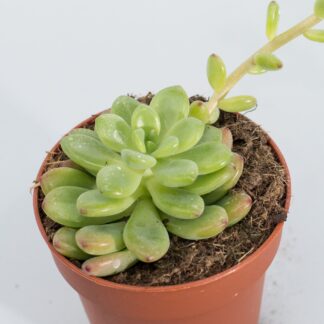 sedum clavatum