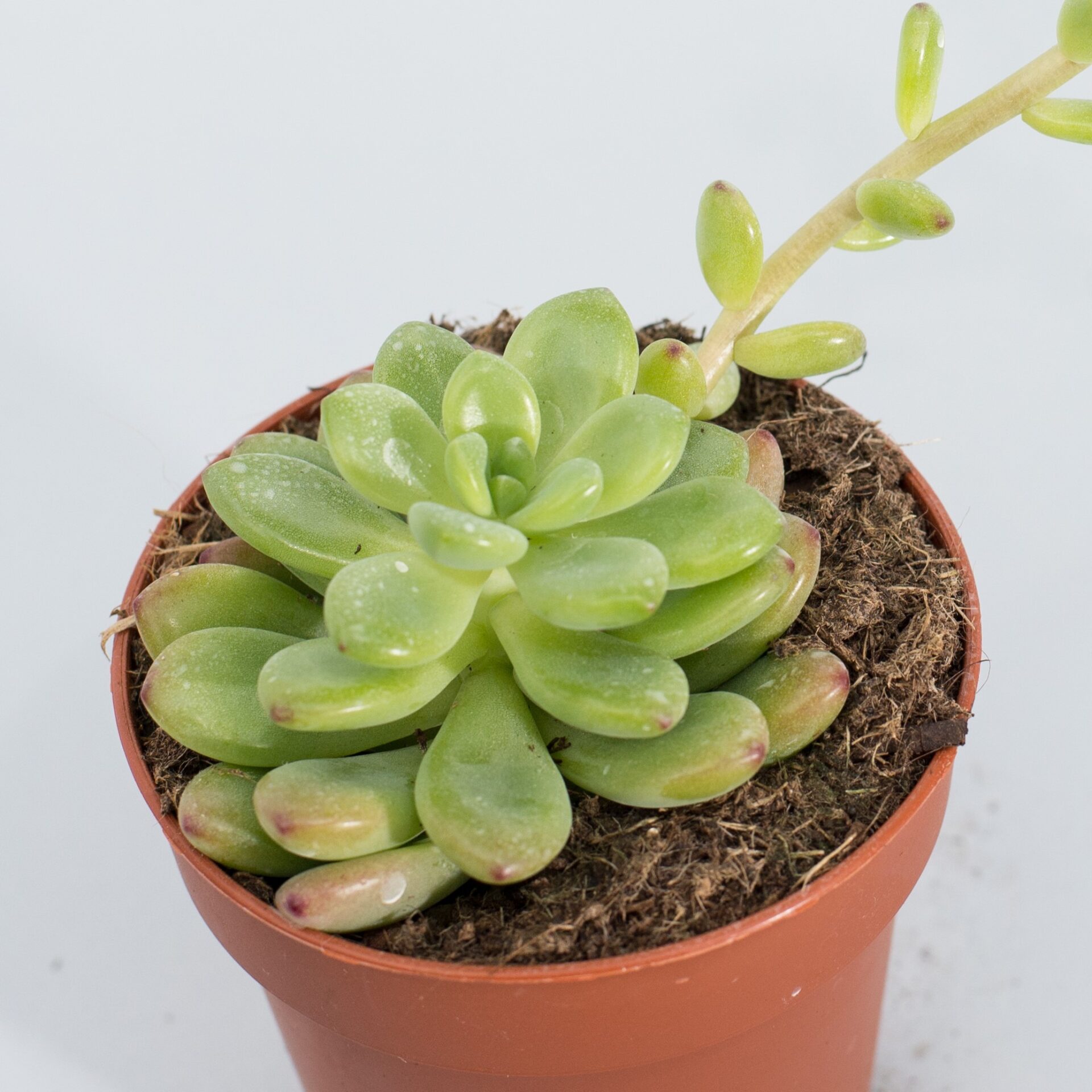 sedum clavatum