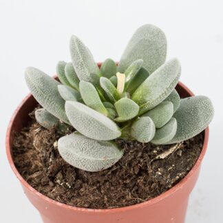 crassula tecta
