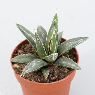 agave victoriae reginae