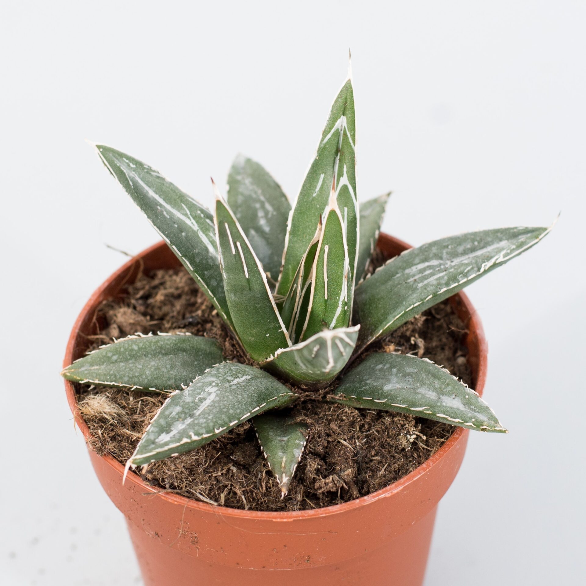 agave victoriae reginae
