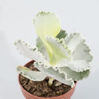 cotyledon undulata