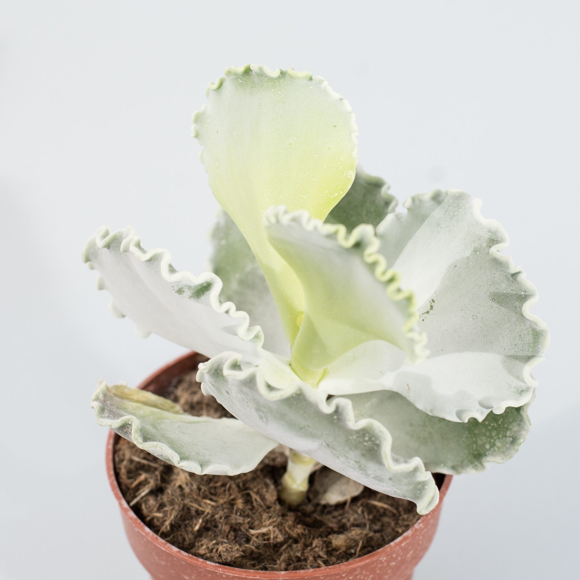 cotyledon undulata
