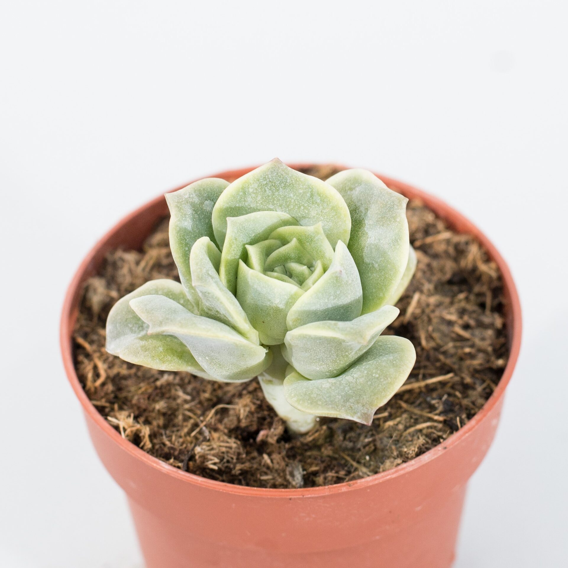 Echeveria lovely rose - Suculandia