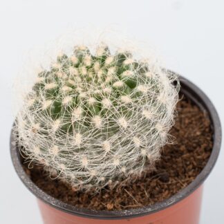 neoporteria gerocephala